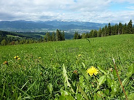 蒲公英,草地,山