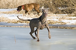 狗,動物,小狗