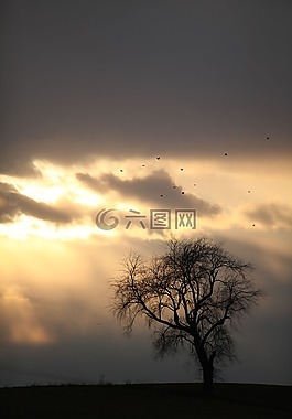 樹(shù),自然,天空