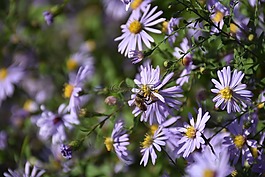 花,蜜蜂,開花