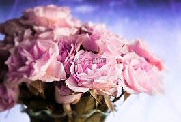 玫瑰,花卉,粉色