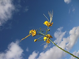黃色花,花卉,天空