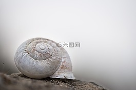 蝸牛,白,外殼