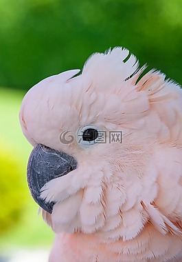 鳥,動物,性質(zhì)