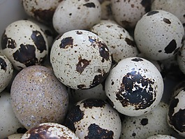 鵪鶉,蛋,修補(bǔ)程序