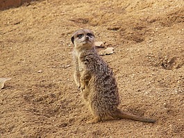 貓鼬,動(dòng)物園,性質(zhì)