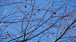 秋,葉子,樹(shù)