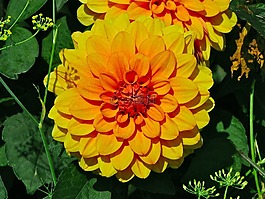 花,性質(zhì),橙色