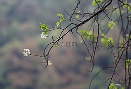 風景,樹,花