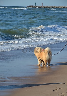 小狗,松狮犬,步行