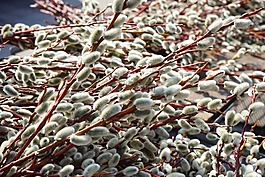 褪色柳,開花,牧場