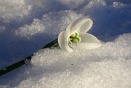 花,冬天,春天