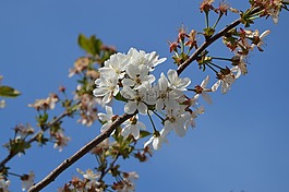 春天,布魯姆,性質(zhì)