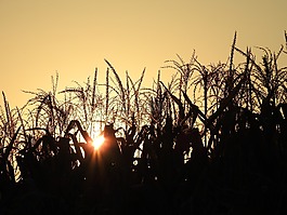 日落,秋季,大氣
