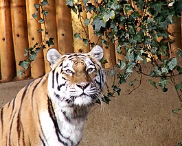 老虎,動物園,動物