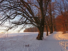 樹,大道,雪