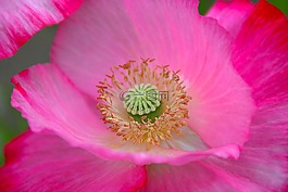 花,自然,粉紅色