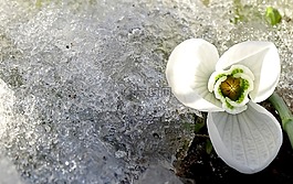花卉,春天,冬天