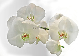 蘭花,白,花