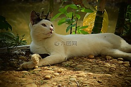 貓,動物,貓科動物