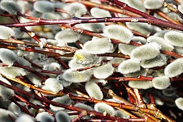 褪色柳,開花,牧場