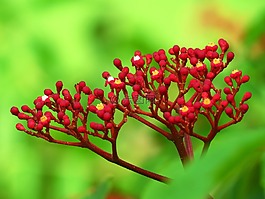 花,自然,花園