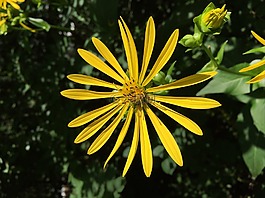 花,盛開,黃色