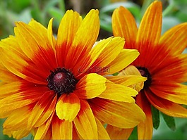 花,黃色,自然