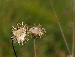 薊,花,廠