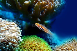 魚,珊瑚,海