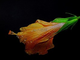 槿,橙色,露水