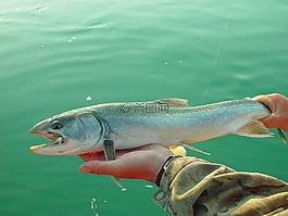 三文魚,釣魚,魚