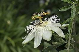 激情花,西番蓮,開花