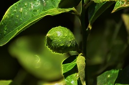 葉,自然,植物區(qū)系