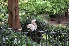 松鼠,海德公園,倫敦
