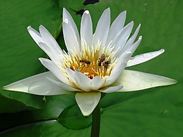 礼来公司,花,蜜蜂