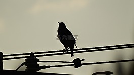 鳥(niǎo),飛,嘴
