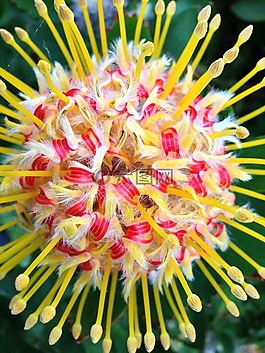 花卉,性質(zhì),花園
