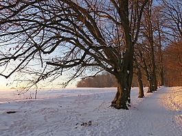 樹,大道,雪