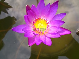紫色,百合,紫色花