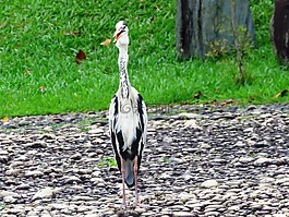 蒼鷺鳥,鳥,自然