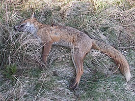 死亡,?？怂?捕食者