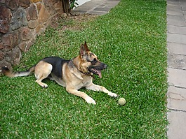 德國(guó)牧羊犬,網(wǎng)球,狗