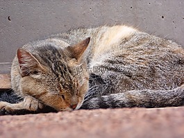 貓,睡覺,睡眠