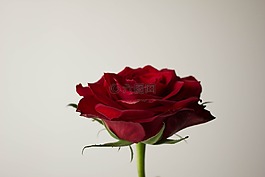 鮮花,玫瑰,紅色