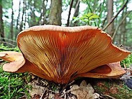 蘑菇,森林,性質(zhì)