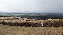 濟(jì)州島,sangumburi,島