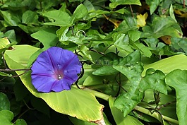 旋花,紫色花,履帶板