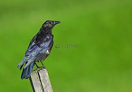 烏鴉,鳥,動物