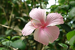 花,槿,玫瑰茄